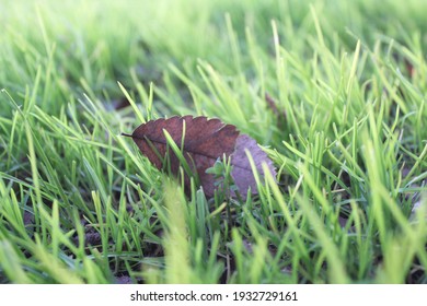 A leaf in the grass.