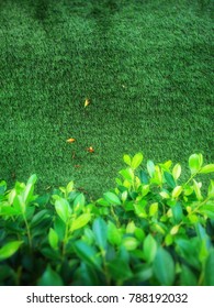 Leaf grass background