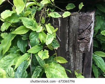 Leaf grass and timber. , Leaves
