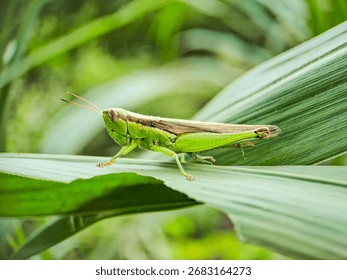 Leaf grasshopper, rice grasshopper with the leaves it eats