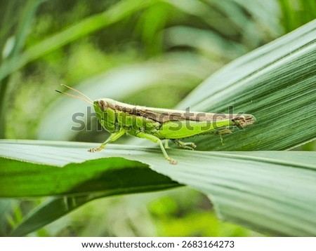 Leaf grasshopper, rice grasshopper with the leaves it eats