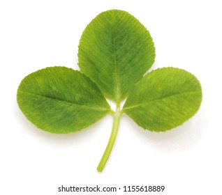 Vector Leaf Clover Isolated Stock Vector (Royalty Free) 134408429 ...