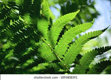 Fern Images, Stock Photos & Vectors | Shutterstock