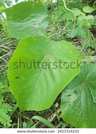 leaf is green growth in the eart