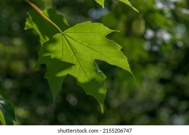 Leaf Of Green At Lee Valley Park