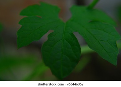 leaf green macro