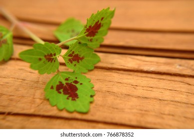 leaf green macro