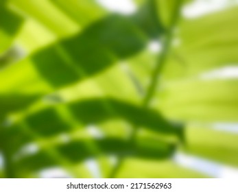 Leaf Green Natural Background,Gaussian Blur