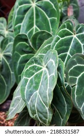 Leaf Green Texture Of Elephant Ear Flower With Heart Shape. Selective Focuss 