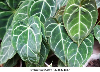 Leaf Green Texture Of Elephant Ear Flower With Heart Shape. Selective Focuss 