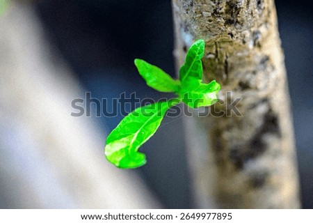 A leaf is growing on a tree branch. The leaf is green and has a pointed tip. The branch is brown and has some bark peeling off