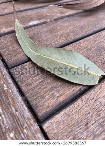 Leaf gumtree green brown table 