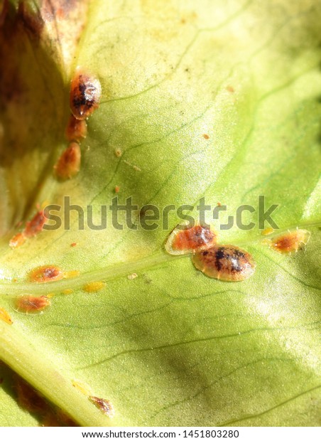 Leaf heavily\
infested by scale insects coccoidea\
