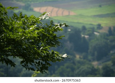The leaf at the height