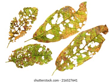 37,890 Leaf bite Images, Stock Photos & Vectors | Shutterstock