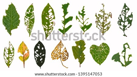Leaf with holes, eaten by pests isolated on white background, Green leaves are eaten by worms