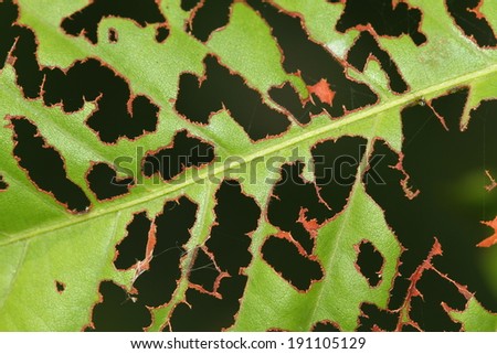 Leaf with holes, eaten by pests. 