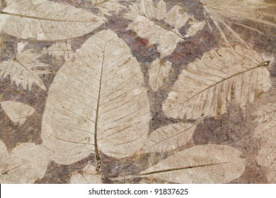 Leaf Impression In Stone