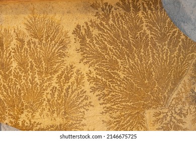 Leaf imprints in minerals. Cretaceous period, plants. Paleontological background, texture - Shutterstock ID 2146675725