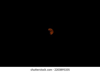 A leaf infront of the full moon. Different shape silhuette.