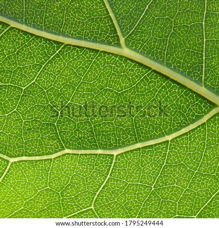 Leaf innervation of various plants found in the Biała River Valley in the city of Białystok in Podlasie in Poland