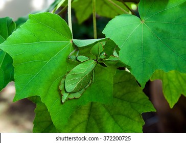 Leaf Insect