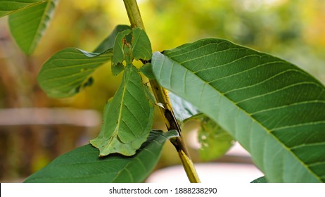 Leaf Insect the green Phylliidae sticking under a leaf and well camouflaged and themes towards the stem on a tropical forest