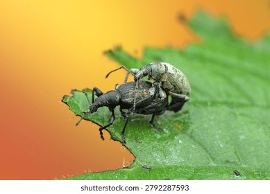 leaf insect on a leaf and a colored background