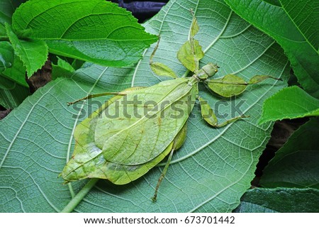 Leaf Insect : Phyllium sicipholium