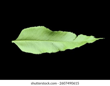 leaf, isolate, isolated, back, background, art, green, nature, 