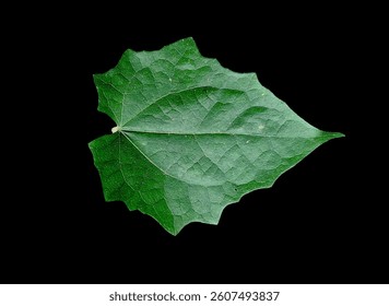 leaf, isolate, isolated, back, background, art, green, nature, 