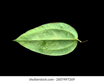 leaf, isolate, isolated, back, background, art, green, nature, 