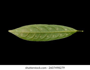 leaf, isolate, isolated, back, background, art, green, nature, 