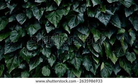 Leaf ivy hedging phenomenal tree