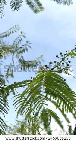 the leaf of jumpy-bean at the sunny day, with bokeh effect in the garden, with sky background