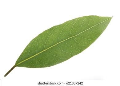19,140 Bay laurel leaves Images, Stock Photos & Vectors | Shutterstock