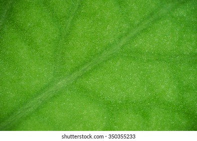 Leaf Of Lemongrass - Macro