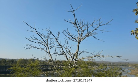 Leaf less tree with clear sky in day time