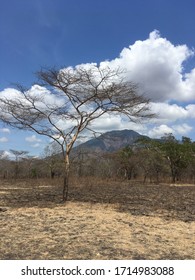 Leaf Less Tree And Dry Soil In The Savannah Bekol At Baluran National Park