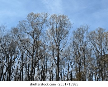 Leaf less trees in winter