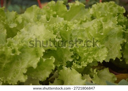 Leaf lettuce, also known as looseleaf lettuce, grows in a loose rosette of tender leaves rather than a tight head. 