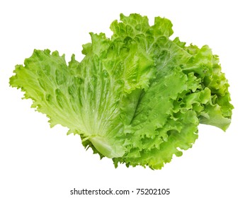 Leaf Lettuce On White