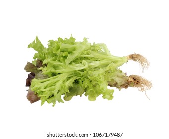 Leaf lettuce whole 2