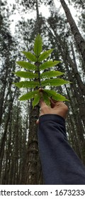 A leaf from from the life of a leaf 