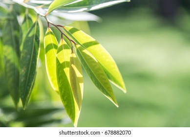 leaf with ligth
