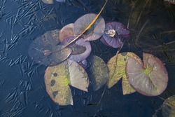 Leaf Of A Lily In A Frozen Pond