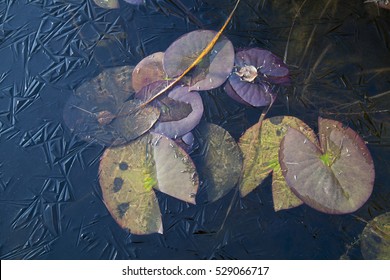 Leaf Of A Lily In A Frozen Pond