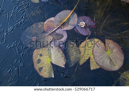 Leaf of a lily in a frozen pond