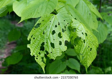 Leaf Of A Lime Tree With Bit Marks From Insects