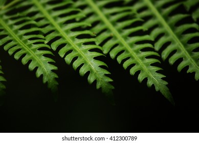 Leaf in line